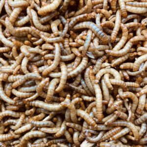 Vers de farine vivants