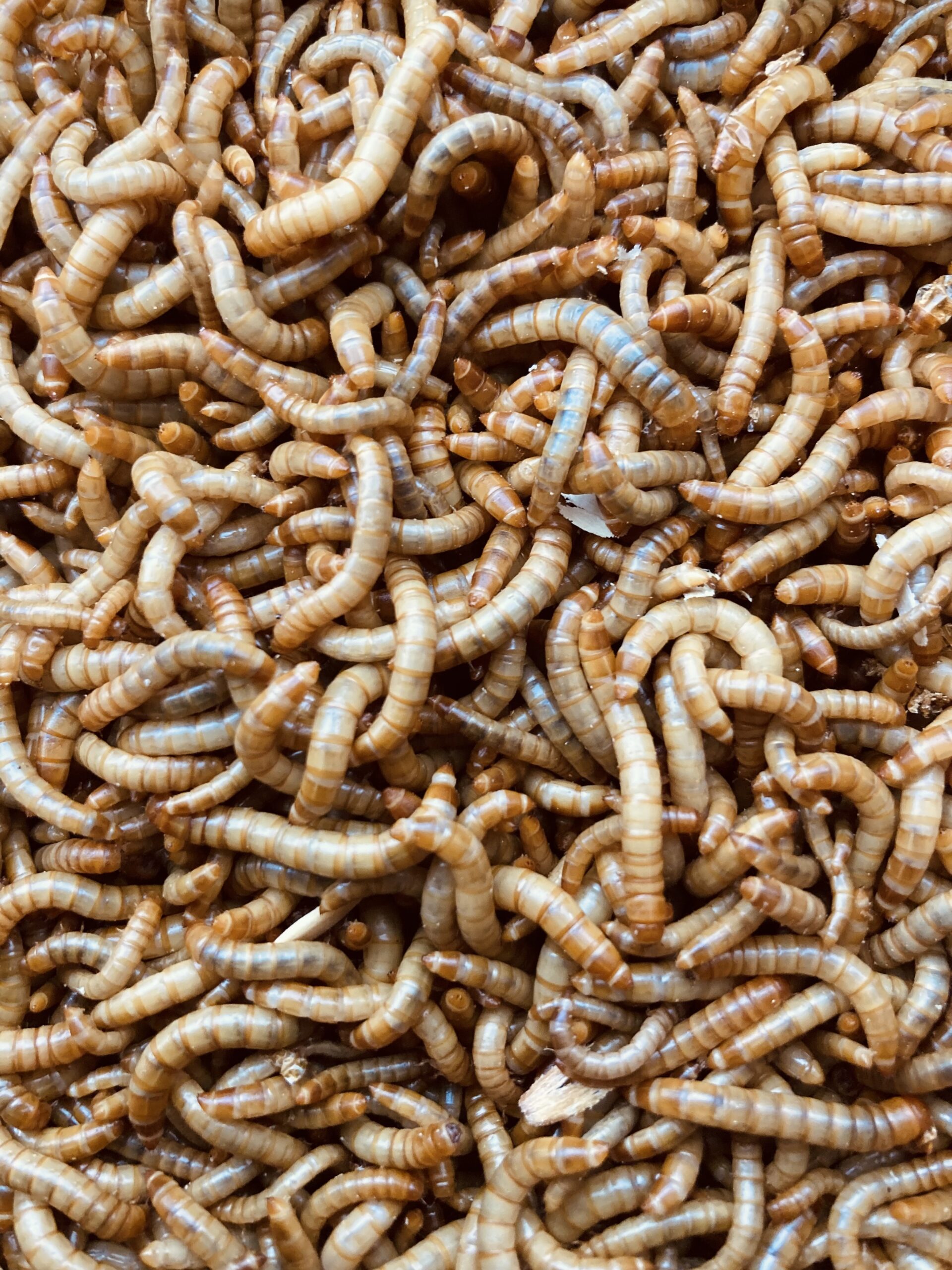 Vers de farine vivants