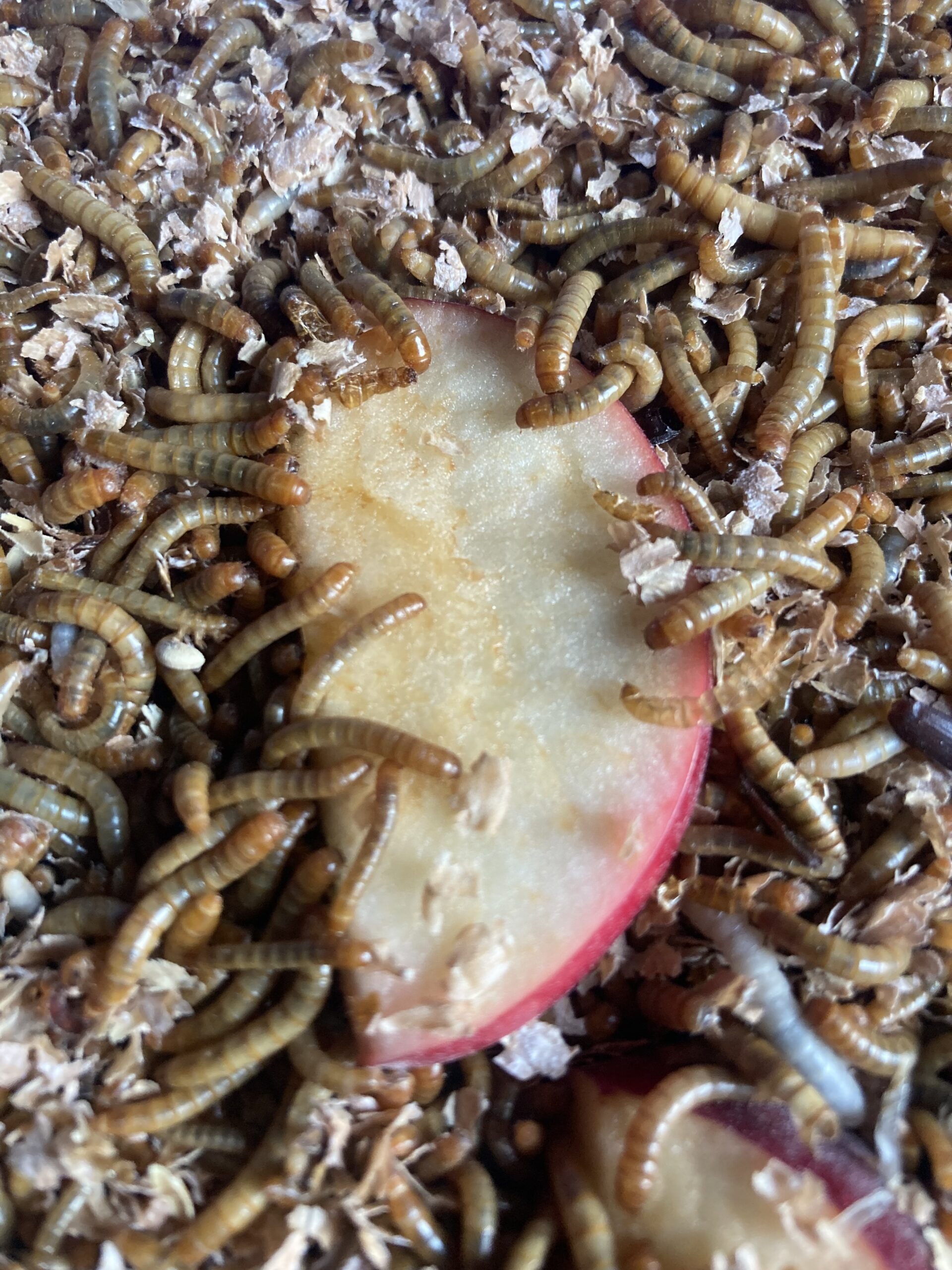 Vers de farine vivants – Image 2